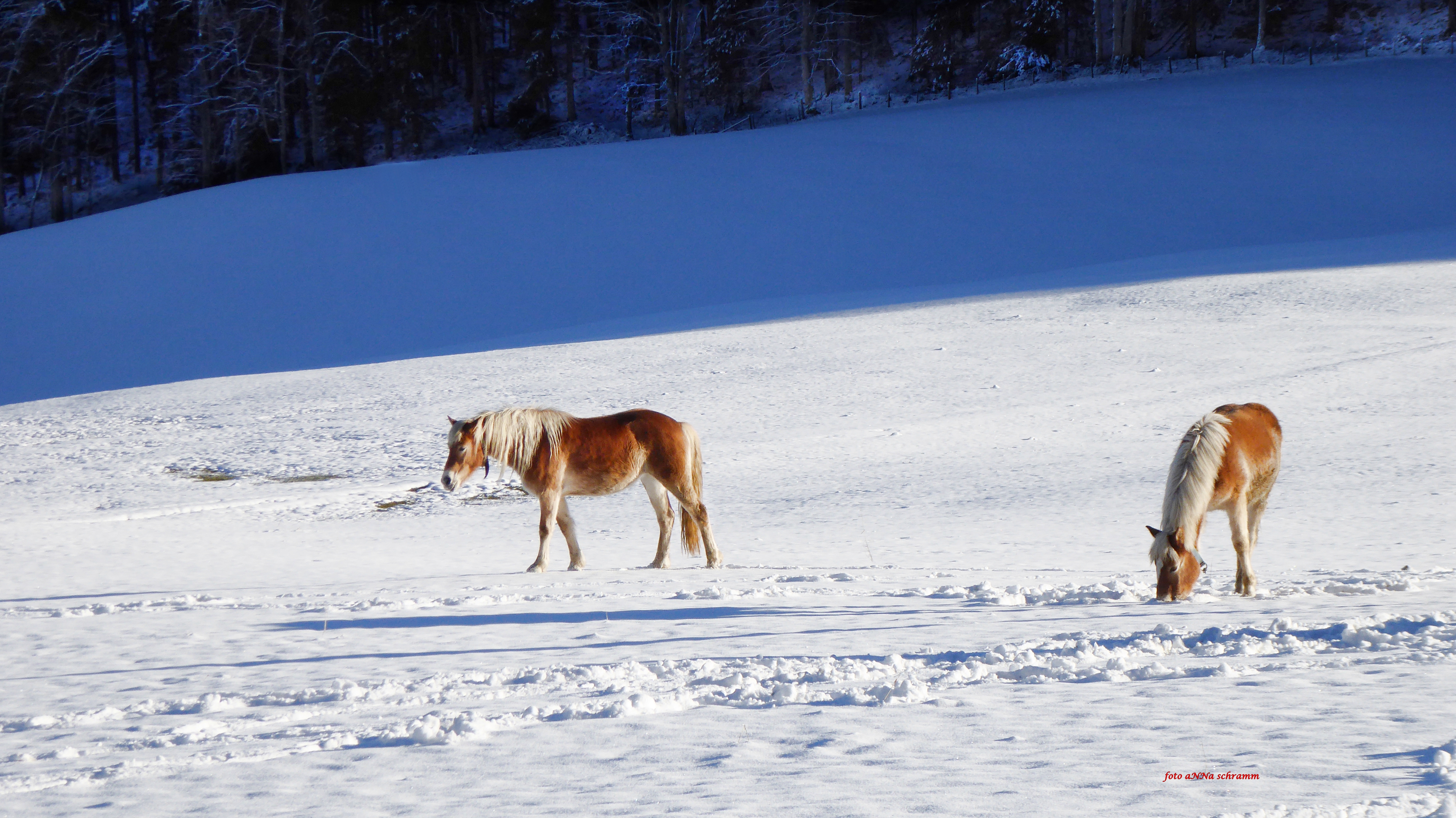 two horses in the snow