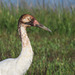 Day 3, Whooping Crane immature