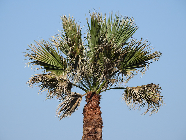 Day 3, palm tree, by Rockport rookery