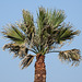 Day 3, palm tree, by Rockport rookery