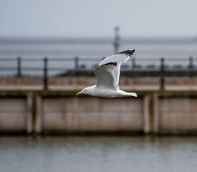 Gull in flight (4)