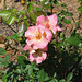 Simple pink roses