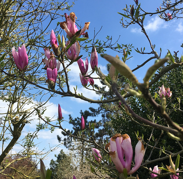 Fleurs de magnolia