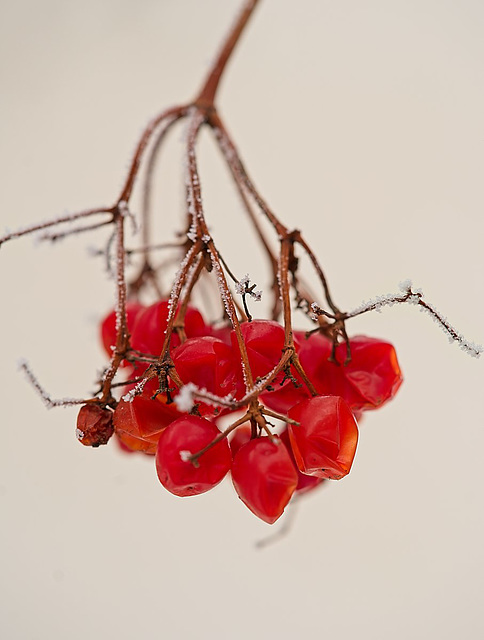 frosted berries