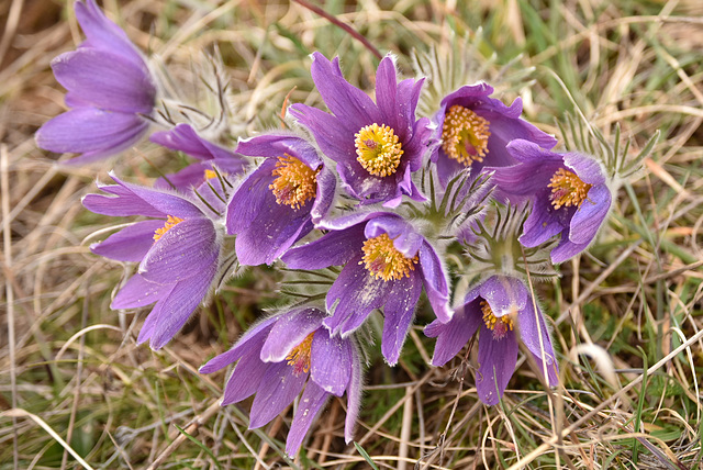 crocus