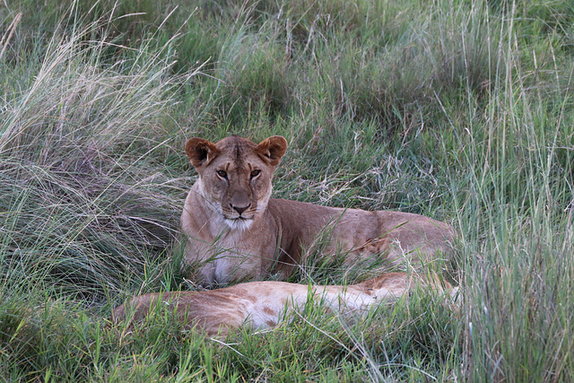 Lionesses in the tall grass