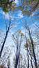 Autumn sky trough branches