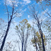 Autumn sky trough branches