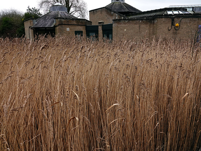 Two reeds please, Victoria