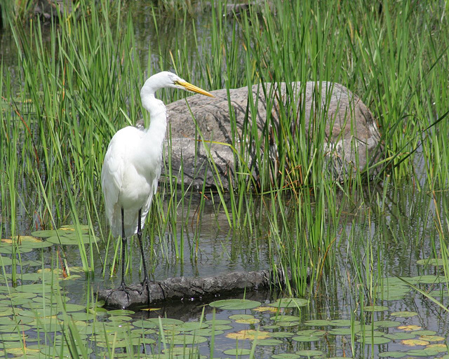 great white egret