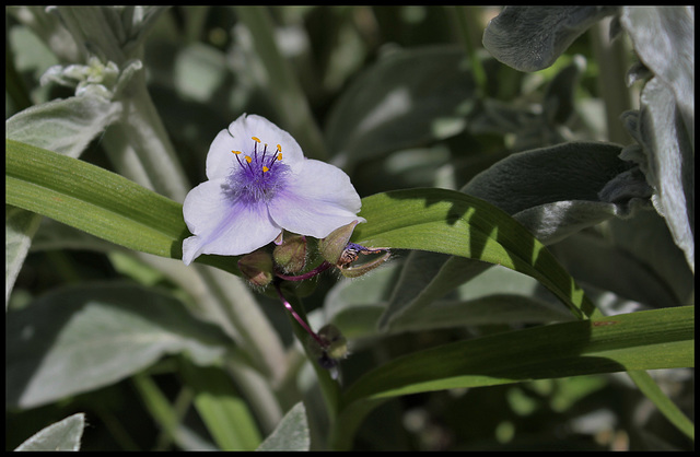 Tradescantia (3)