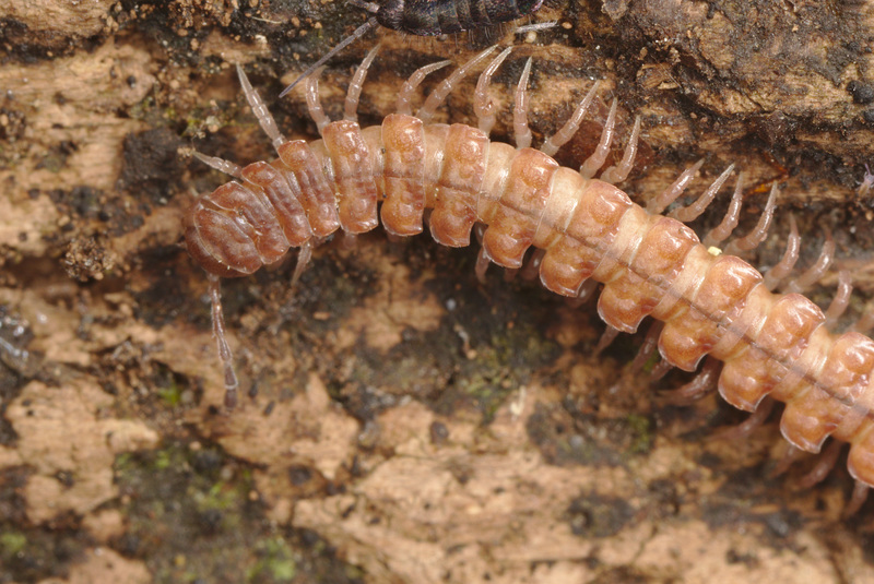 EF7A1262millipede
