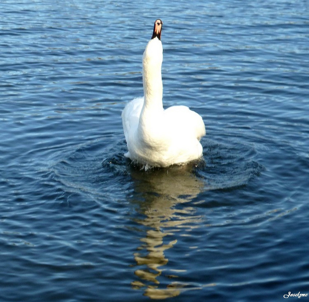 le chant du cygne...