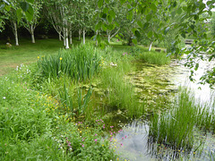 Wild Flowers by the pond