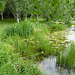 Wild Flowers by the pond