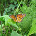 Viceroy butterfly