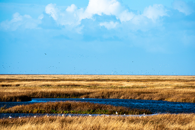 Parkgate marshes