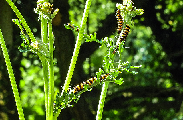 20180628 4079CPw [D~LIP] Blutbär (Tyria jacobaea) [Kaminbär] [Jakobskrautbär], Jakobs-Greiskraut (Jacobaea vulgaris), UWZ, Bad Salzuflen