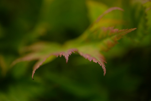 DSCF2264