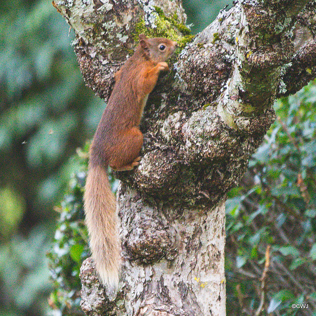 Red Squirrel - one of the resident family