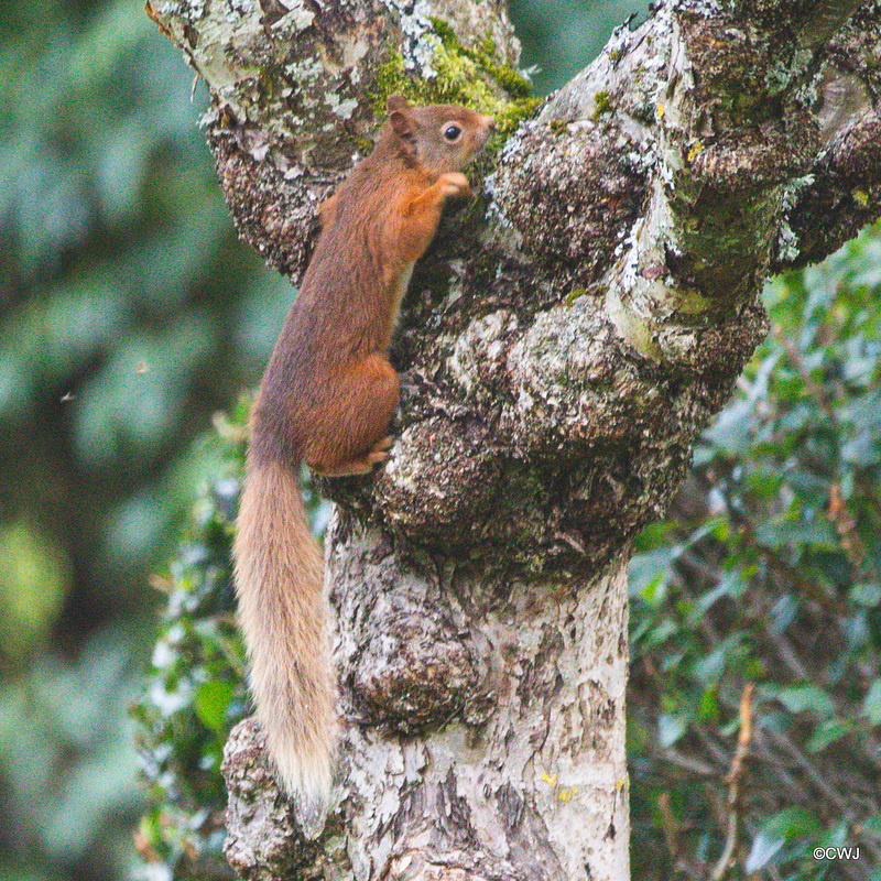 Red Squirrel - one of the resident family