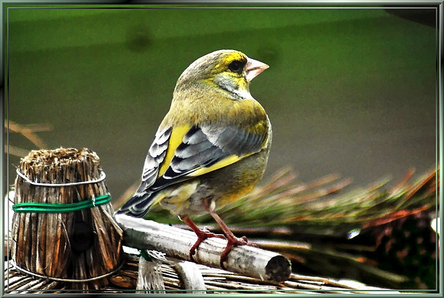 Greenfinch. ©UdoSm