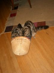 Investigating - IMGP9859