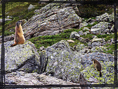 La marmotta e il suo piccolo sono usciti dalla tana