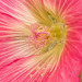 hollyhock close-up