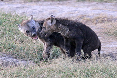 Young hyenas