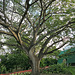 Ceiba tree