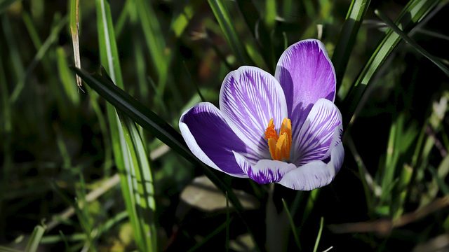 Un air de Printemps