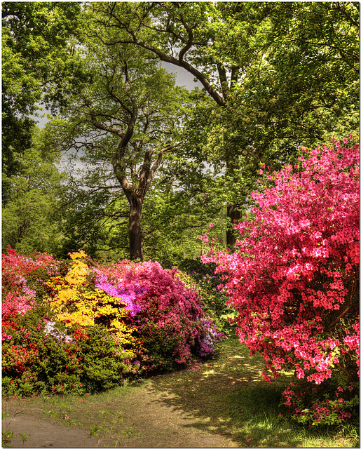Isabella Plantation, Richmond Park Isabella Plantation, Richmond Park