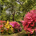 Isabella Plantation,  Richmond Park