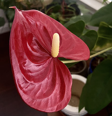 Anthurium