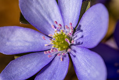 blaue Frühlingskrone