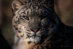 Snow Leopard