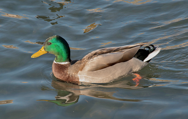 Le Colvert