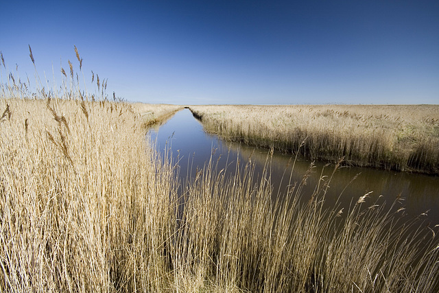 River, Sky and Reeds