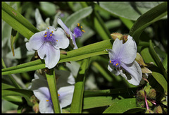 Tradescantia (4)