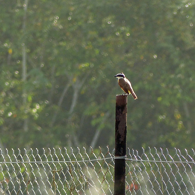 Great Kiskadee, Trinidad