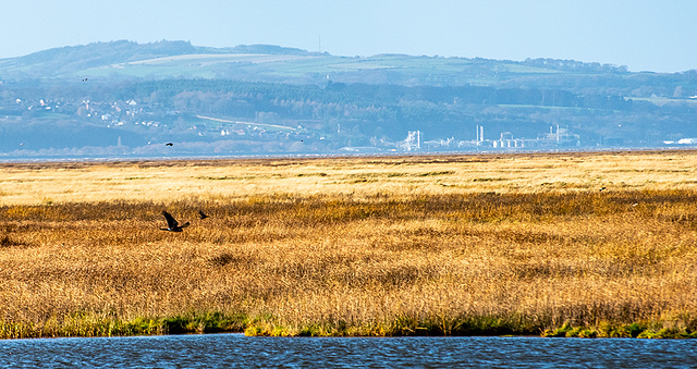 A marsh harrier