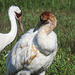 Day 3, Whooping Cranes, adult and colt