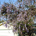 Day 3, purple tree, Rockport, Texas