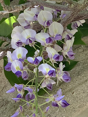 Wisteria in bloom