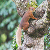 Red Squirrel - one of the resident family