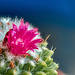 Macro Cactus Flower