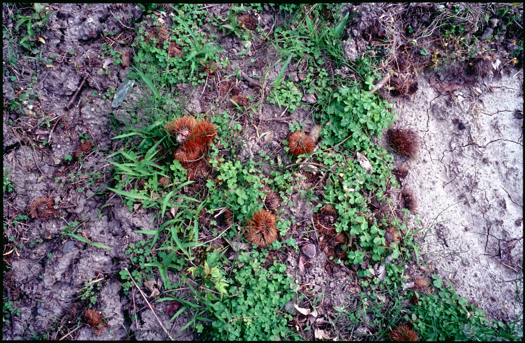 Japanese chestnut (Castanea crenata)