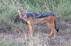 Black-backed jackel