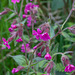 Silene dioica (Rote Lichtnelke)